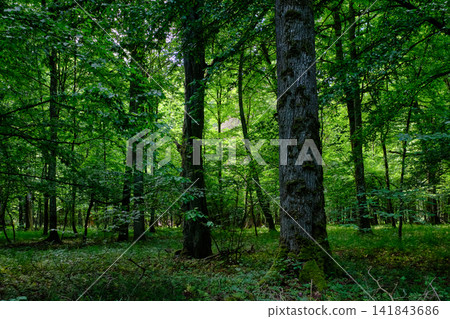 Bialowieza forest primeval woodland preserving wilderness environment Bialowieza forest primeval woodland preserving wilderness environment 141843686