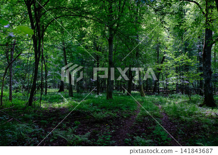 Bialowieza forest primeval woodland path green foliage Bialowieza forest primeval woodland path green foliage 141843687