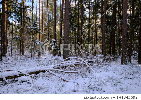 Bialowieza forest winter landscape with snow covered pine trees Bialowieza forest winter landscape with snow covered pine trees 141843692