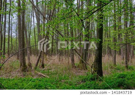 Bialowieza forest primeval woods spring green foliage Bialowieza forest primeval woods spring green foliage 141843719