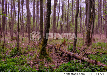 Bialowieza forest primeval wood regenerating ecosystem Bialowieza forest primeval wood regenerating ecosystem 141843721