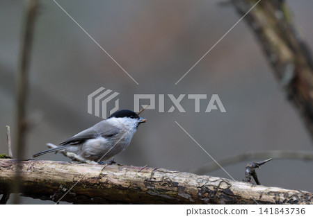 Marsh tit bird perching on branch holding seed Marsh tit bird perching on branch holding seed 141843736