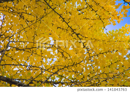 Looking up, the entire area is covered in the yellow autumn leaves of ginkgo trees. Looking up, the entire area is covered in the yellow autumn leaves of ginkgo trees. 141843763