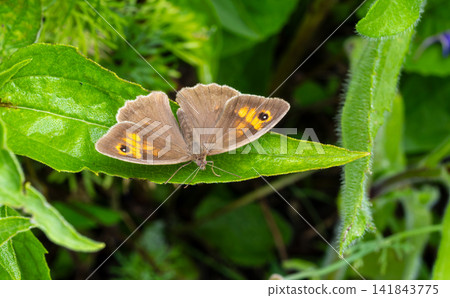 Meadow brown butterfly resting on green leaf Meadow brown butterfly resting on green leaf 141843775