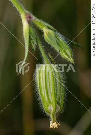 White campion flower bud showing striped calyx and fuzzy hairs White campion flower bud showing striped calyx and fuzzy hairs 141843786