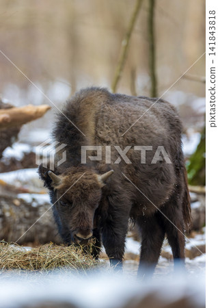 European bison foraging on hay in winter forest European bison foraging on hay in winter forest 141843818