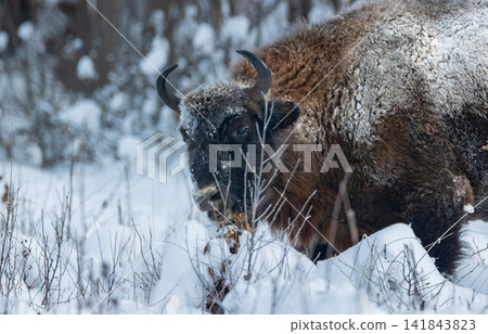 European bison standing in deep snow, Bialowieza Forest European bison standing in deep snow, Bialowieza Forest 141843823