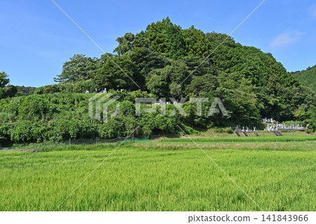 鄉村墓地景觀:千葉縣大瀧町粟俁,鬱鬱蔥蔥的墓地被稻田環繞,湛藍的天空下顯得格外美麗。 鄉村墓地景觀:千葉縣大瀧町粟俁,鬱鬱蔥蔥的墓地被稻田環繞,湛藍的天空下顯得格外美麗。 141843966