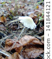 Mushrooms, rain, fallen leaves 141844121