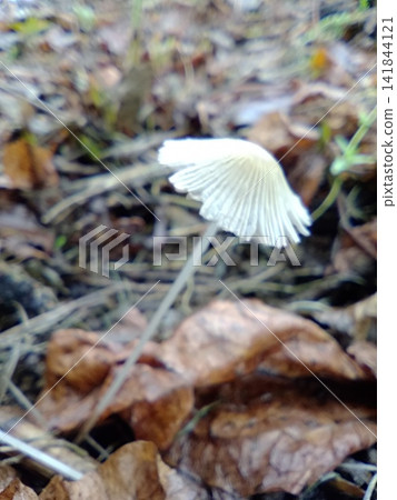 Mushrooms, rain, fallen leaves 141844121