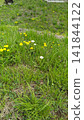 Dandelion, yellow, white 141844122