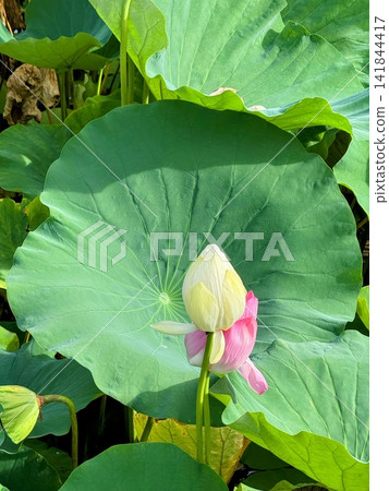 粉白相間的花苞在巨大的荷葉前綻放。 粉白相間的花苞在巨大的荷葉前綻放。 141844417