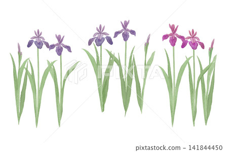 Watercolor illustration of irises Watercolor illustration of irises 141844450