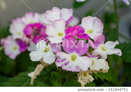 White and pink bicolor verbena White and pink bicolor verbena 141844751