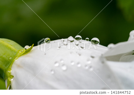雨後，雨滴落在白色的風鈴草上 141844752