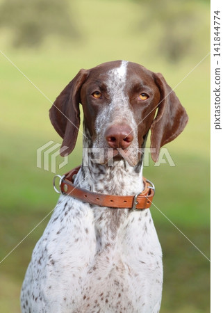 Purebred german shorthaired pointer hunting dog Purebred german shorthaired pointer hunting dog 141844774