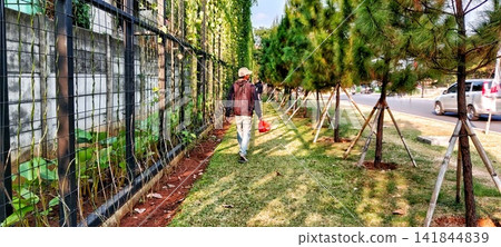 Pedestrian on a grassy verge near pine trees and a hedge Pedestrian on a grassy verge near pine trees and a hedge 141844839