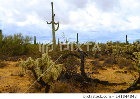 Old Saguaro Cactus Sonora desert Arizona Old Saguaro Cactus Sonora desert Arizona 141844848