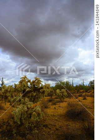 Old Saguaro Cactus Sonora desert Arizona Old Saguaro Cactus Sonora desert Arizona 141844849