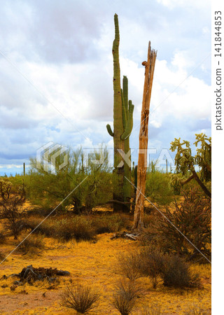 Old Saguaro Cactus Sonora desert Arizona Old Saguaro Cactus Sonora desert Arizona 141844853