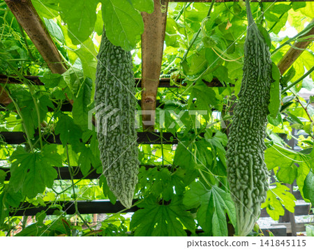 Bitter gourd Bitter gourd 141845115