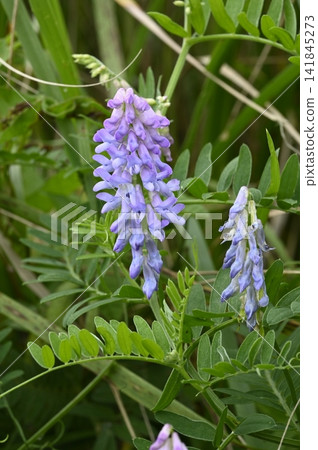 草地上盛開的日本月桂花 草地上盛開的日本月桂花 141845273