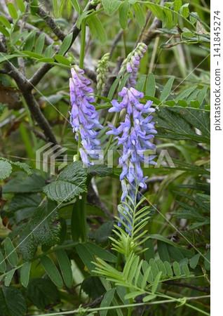 草地上盛開的日本月桂花 草地上盛開的日本月桂花 141845274