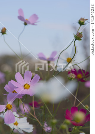 茂盛的波斯菊 茂盛的波斯菊 141845288