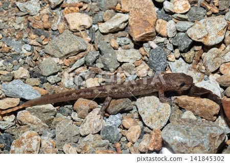 Hakone salamander larvae Hakone salamander larvae 141845302
