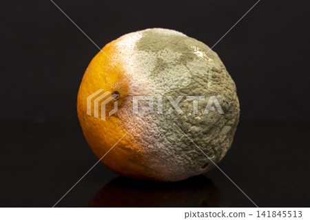 Moldy orange on a dark background, green mold texture, selective focus. Not fresh and rotten fruits Moldy orange on a dark background, green mold texture, selective focus. Not fresh and rotten fruits 141845513