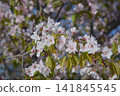 盛開的櫻花和茂盛的綠葉在藍天的襯托下格外醒目。 141845545