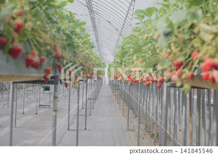 Strawberries in season, ripening abundantly in greenhouses, are grown using the elevated cultivation method. Strawberries in season, ripening abundantly in greenhouses, are grown using the elevated cultivation method. 141845546