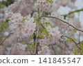 春天裡，嬌豔欲滴、嬌艷欲滴的粉紅重瓣櫻花盛開了。 141845547