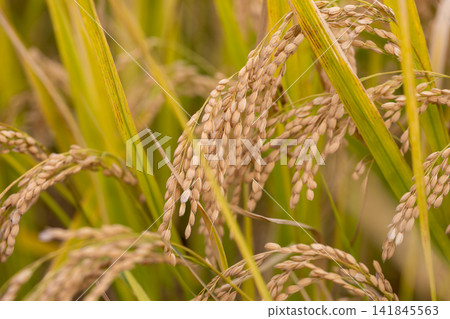 Rice ear during harvest Rice ear during harvest 141845563