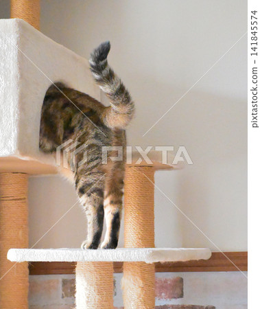 American Shorthair playing by jumping dynamically indoors 141845574