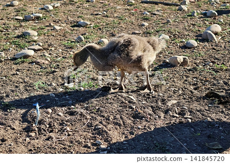 Close-Up of a Fledgling Juvenile Gosling in Nature. Close-Up of a Fledgling Juvenile Gosling in Nature. 141845720