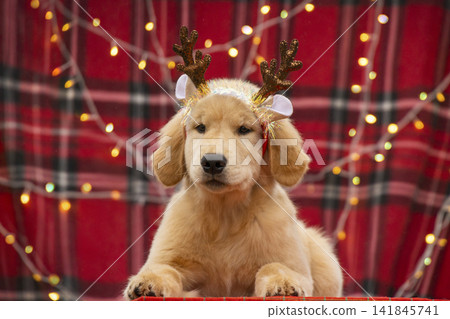 Cute Golden Retriever puppy in reindeer headband resting against festive red plaid background illuminated by cozy holiday fairy lights. Cute Golden Retriever puppy in reindeer headband resting against festive red plaid background illuminated by cozy holiday fairy lights. 141845741
