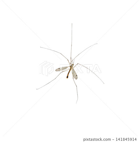 Mosquito Insect on white. Mosquito Insect on white. 141845914