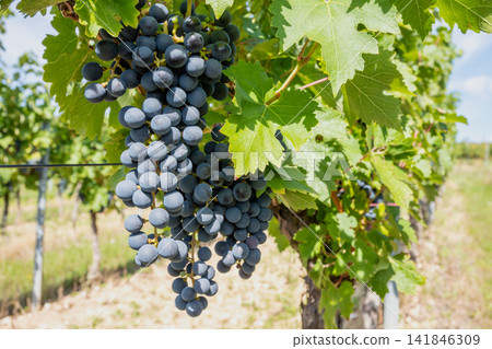 Bunche of black wine grapes in sunny weather on the vineyard. Summer harvest for nature background. 141846309