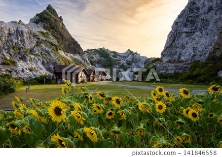 The scenery of white limestone and sunflowers at Shirasaki Marine Park The scenery of white limestone and sunflowers at Shirasaki Marine Park 141846558