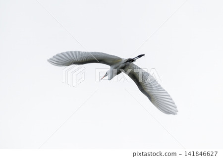 Great egret flying in the white sky. Great egret flying in the white sky. 141846627