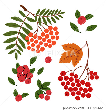 Autumn Berry Branches Botanical Clipart Collection Autumn Berry Branches Botanical Clipart Collection 141846664