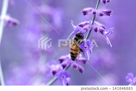 Bee Pollinating Purple Lavender Flower Macro Nature Background 141846883