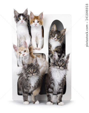 Group of cats on white background Group of cats on white background 141846918