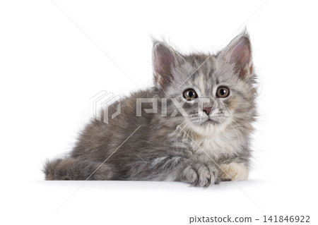 Tortie Maine Coon cat kitten on white Tortie Maine Coon cat kitten on white 141846922