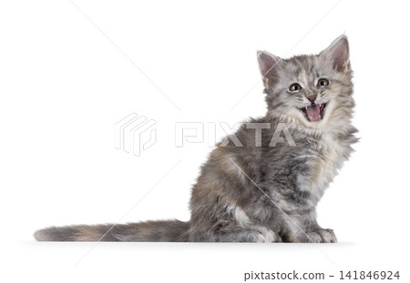 Tortie Maine Coon cat kitten on white Tortie Maine Coon cat kitten on white 141846924