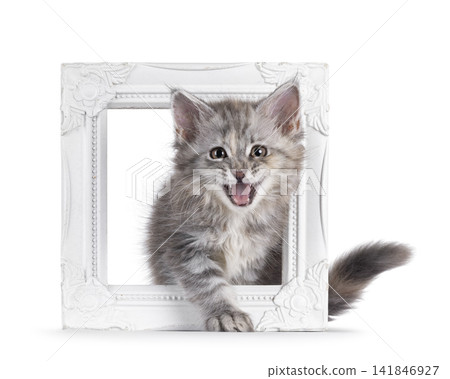 Tortie Maine Coon cat kitten on white Tortie Maine Coon cat kitten on white 141846927
