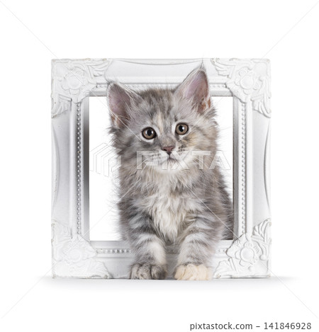 Tortie Maine Coon cat kitten on white Tortie Maine Coon cat kitten on white 141846928