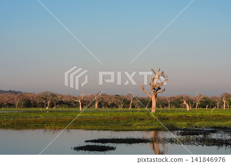 Wetland Landscape with Dead Trees and Water Reflection 141846976