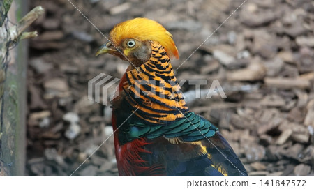 Close-up portrait of a golden pheasant displaying vivid golden, orange, red, green, and blue plumage Close-up portrait of a golden pheasant displaying vivid golden, orange, red, green, and blue plumage 141847572